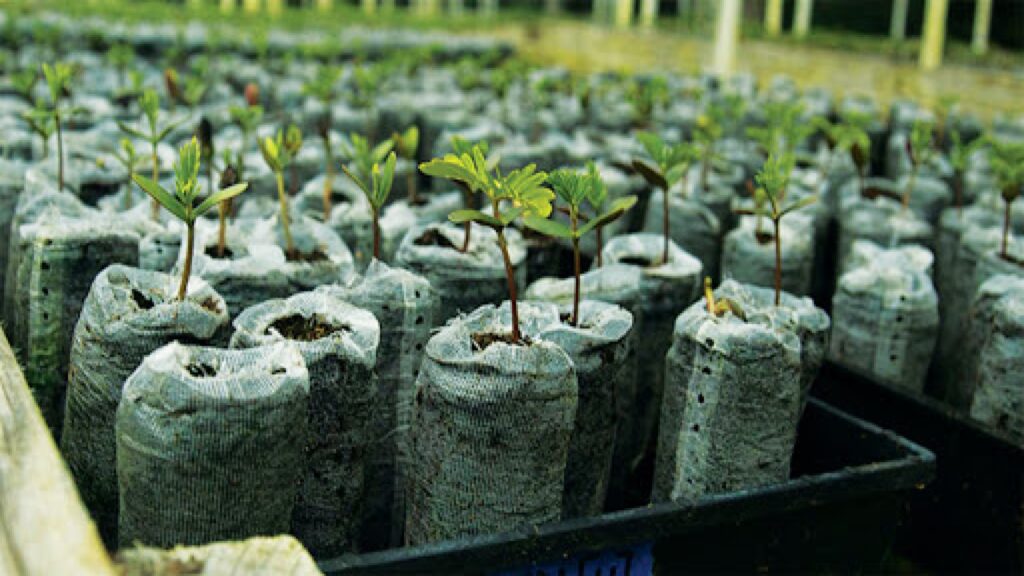 koa tree sapling planted by rising sun solar